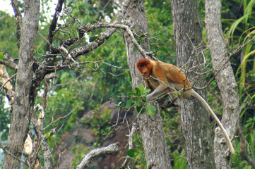 proboscis monkey