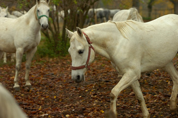 Obraz premium lipica autumn