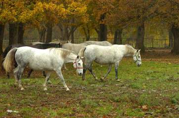 Fototapeta premium lipica autumn
