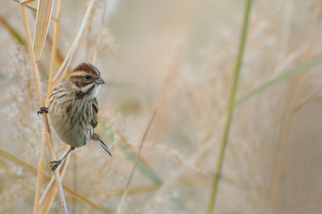 bruant des roseaux, emberiza schoeniclus