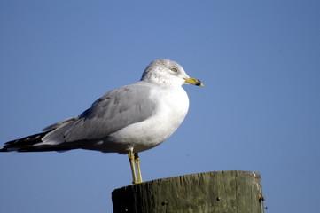 seagull2