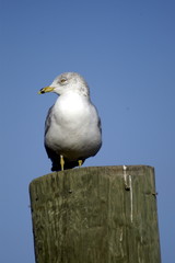 seagull
