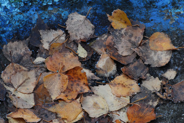 old autumn leaves.