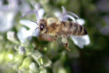 bee in flight