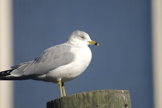 seagull close