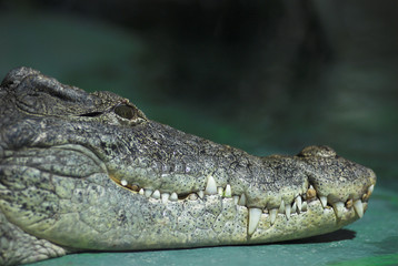 krokodil