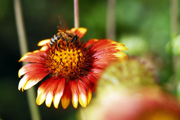 bee on flower