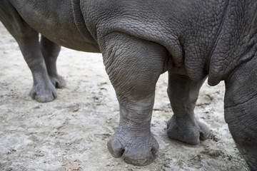 Obraz premium black rhino close-up