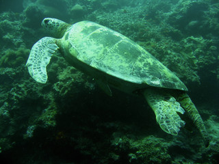 green turtle