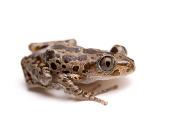 Fototapeta premium tree frog