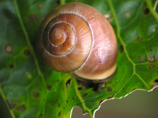 snail