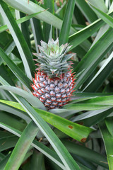 Obraz premium pineapple plant