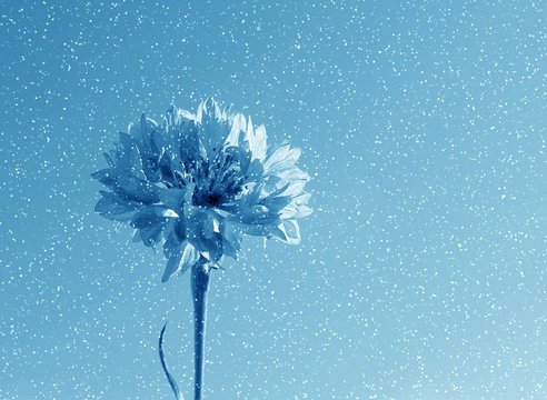 blue flower in snow