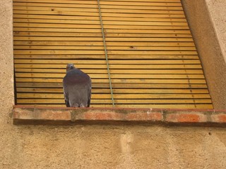 paloma en una ventana