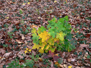 herbst - farben