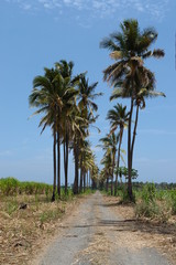 Fototapeta premium allee des cocotier