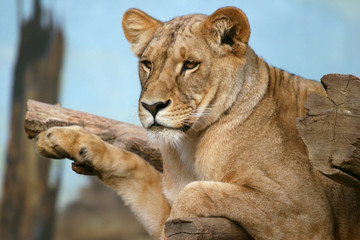 Obraz na płótnie Canvas Angola lew, lwica