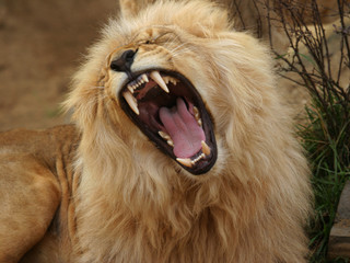 Obraz na płótnie Canvas angola lion
