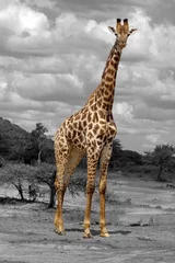 Foto auf Alu-Dibond giraffe © Andreas Edelmann