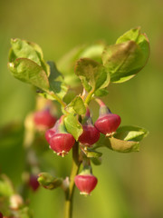 flowering bilberry