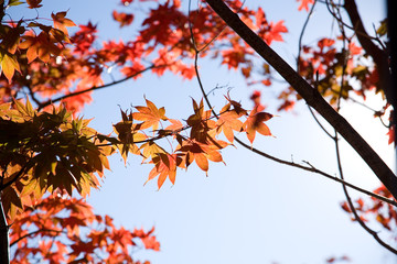 red autumn leaves on tree 2