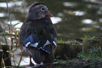entenkind in der abendsonne
