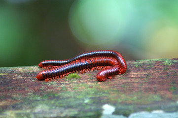 two millipedes