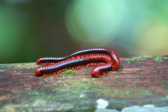 Two Millipedes