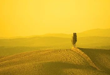 Poster Toscaans landschap in geel zonsonderganglicht © javarman