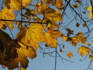 leaves yellow