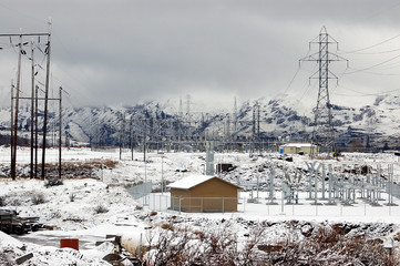 Fototapeta premium plant