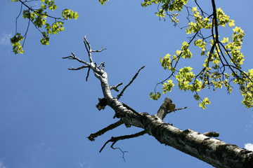 branches in the sky