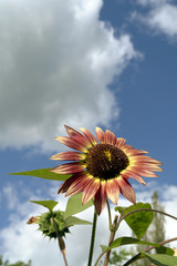 sunflower beauty
