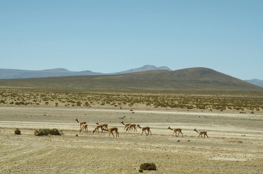 vicunia pastoral in andes