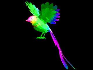 coloured bird