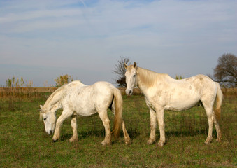 cheveaux camarguais