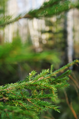 branch of fir-tree