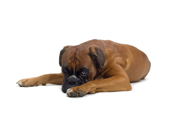 boxer