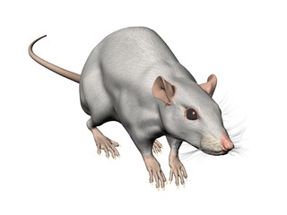 ratte rat 3d fond blanc