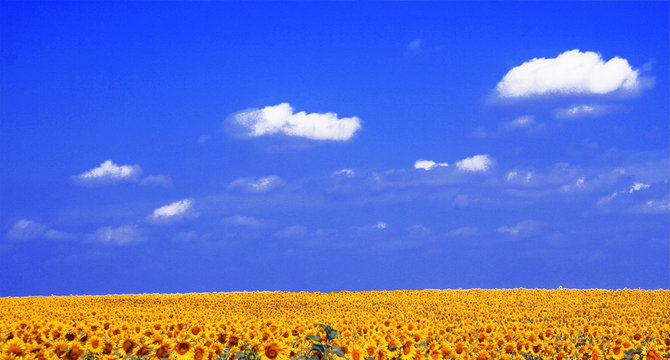 champ de tournesol