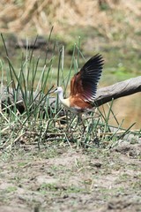 african jacana