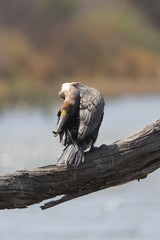 grooming