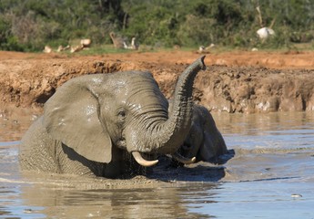elephant bath