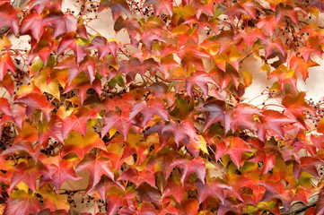 fall ivy