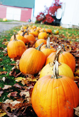 bright orange pumpkins