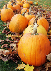 pumpkins