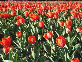 red tulips.