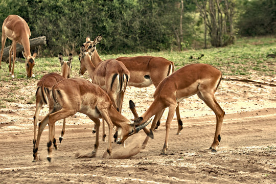 deer, impala antelope  fighting