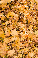 autumn park