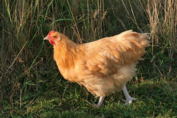 buff orpington chicken